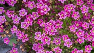 Najlepsza roślina na skalniaki. Lubi jałową glebę i nie zniszczy jej mróz