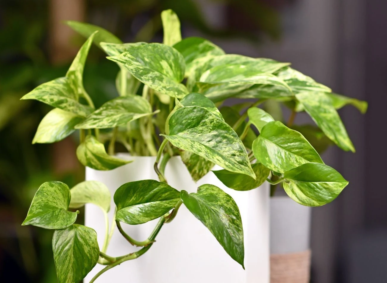 Im większa ilość światła, tym bardziej intensywne są przebarwienia na liściach e pipremnum złocistego