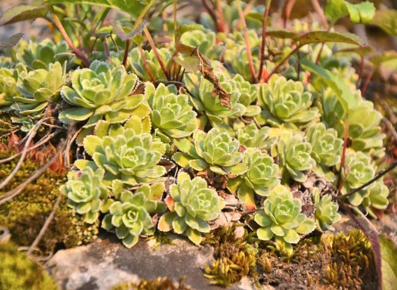 Jednym z ciekawszych gatunków tej rośliny jest skalnica gronkowa