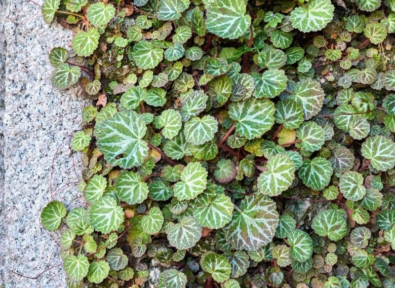Skalnicę rozłogową możemy wykorzystać jako roślinę okrywową