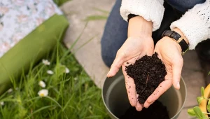 Nie usuwaj larw z kompostu. Część z nich zamienia resztki w skarb