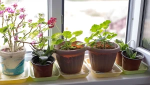 Przenosząc kwiaty na zimę do domu, dokładnie je sprawdź.