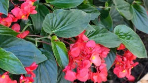 Jak dobrze przezimować begonię dragon?