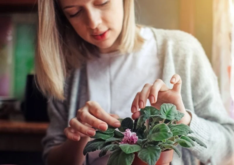 Dokładnie sprawdzaj spód liści, bo tam zazwyczaj chowają się szkodniki.