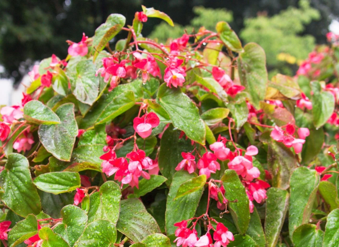 Przed zimowaniem begonii należy usunąć wszystkie uszkodzone fragmenty rośliny, np