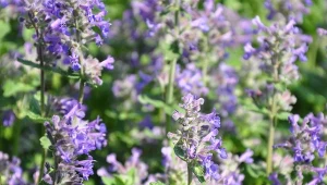 Sto razy lepsza od lawendy. Kwitnie niemal do zimy i wybacza zaniedbania