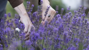 Zbieranie nasion lawendy, to świetny sposób, by za rok mieć darmowe rośliny.