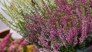 Chcesz, żeby wrzosy długo kwitły i nie usychały? Podlewaj je regularnie domową mieszanką