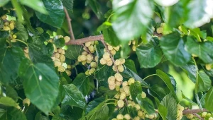 Jak i kiedy sadzić w ogrodzie morwę białą?