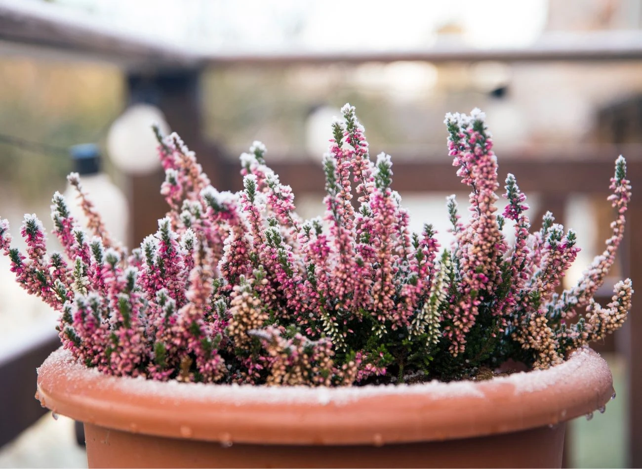 Wrzosy są bardzo odporne na mróz i odpowiednio pielęgnowane mogą kwitnąć nawet po pierwszych przymrozkach