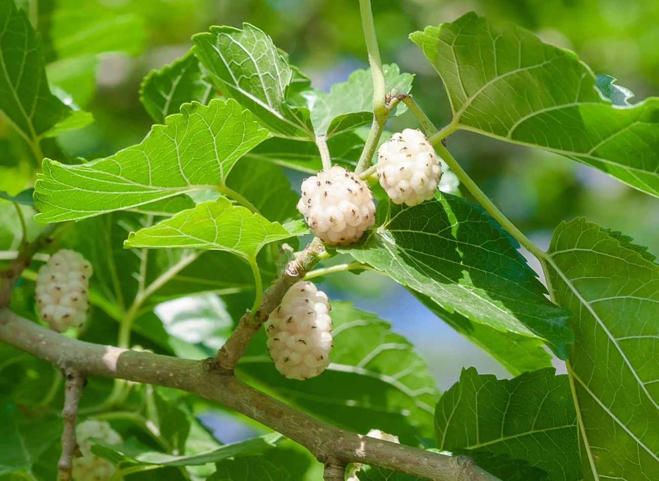 Owoce morwy białej przypominają wyglądem jeżyny