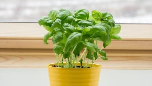Możesz wyhodować bazylię piękniejszą niż ze sklepu, to prostsze niż myślisz.