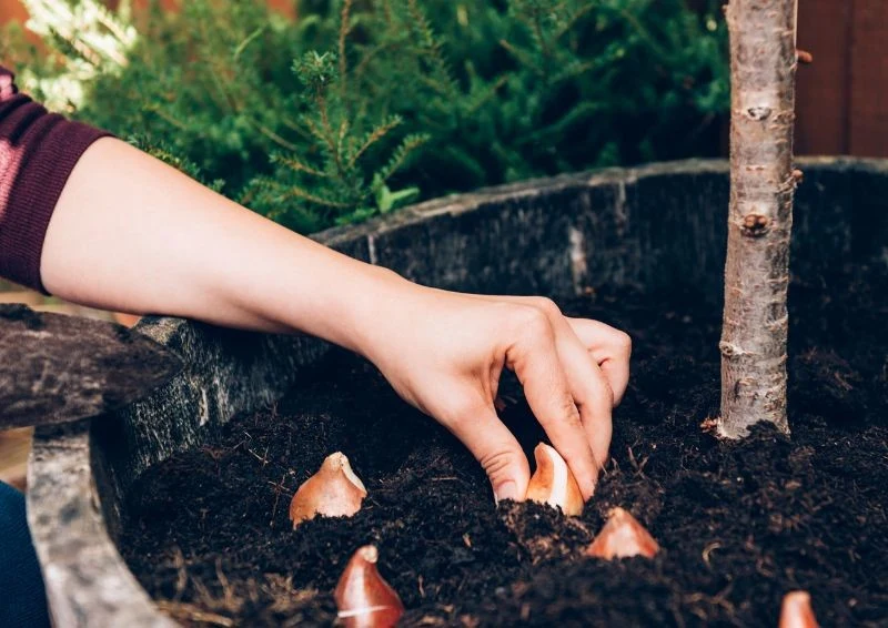 Nie sadź tulipanów zbyt wcześnie, poczekaj z tym na końcówkę września.