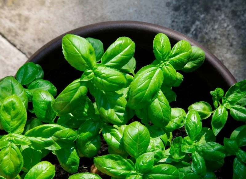 Bazylię ze sklepu możesz uprawiać w domu przez kolejne miesiące.