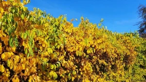 Dlaczego uprawa dławisza będzie zakazana?