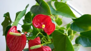 Anturium nie chce kwitnąć? Pora to zmienić.