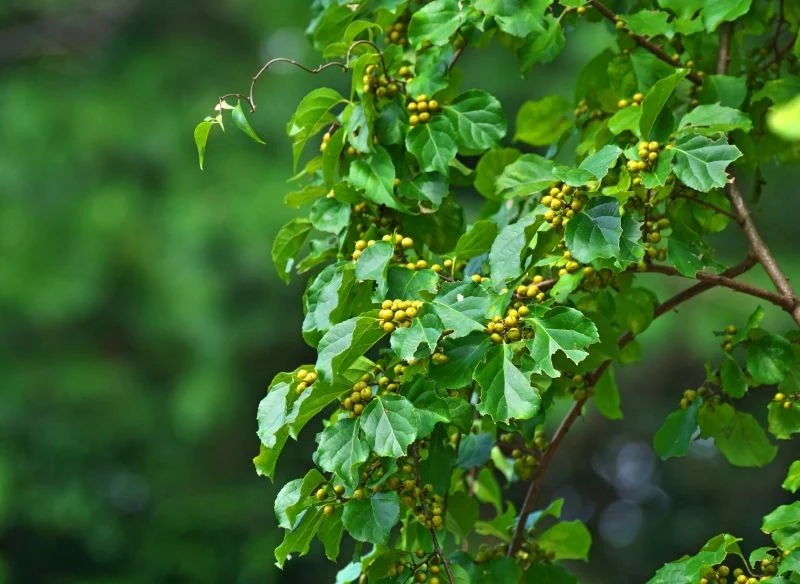 Dławisz okrągłolistny został uznany za gatunek inwazyjny