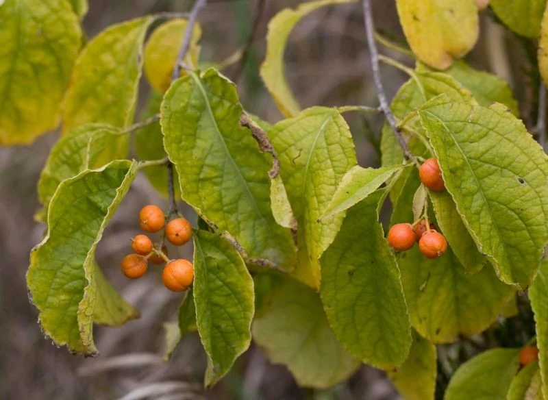 Dławisza okrągłolistnego warto się pozbyć z grodu jak najszybciej