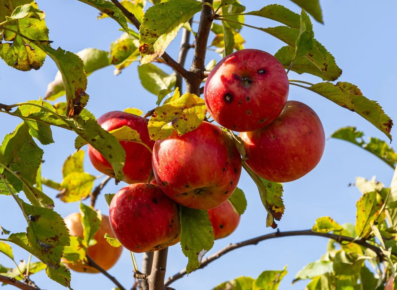 Jesienny oprysk mocznikiem jest skuteczny w profilaktyce parcha jabłoni