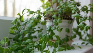 Miętę z własnej uprawy możesz wykorzystywać na co dzień w kuchni.