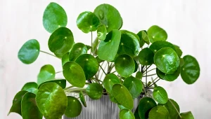 Co trzeba zrobić, aby pieniążek miał duże i równomiernie rozłożone liście?