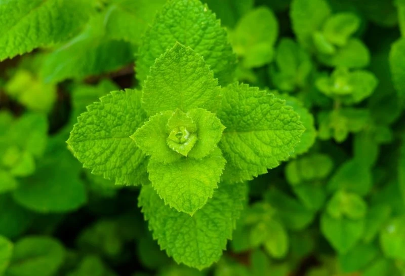 Mięta jest bardzo prosta w uprawie, ale potrafi się błyskawicznie rozrastać.