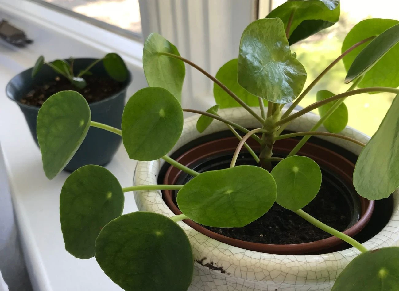 Zbyt mała ilość światła powoduje, że liście pieniążka rosną nierównomiernie i stają się wybujałe