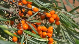 Jak uprawiać rokitnik zwyczajny w ogrodzie?