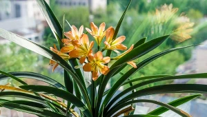 Jak uprawiać w domu kliwię pomarańczową?