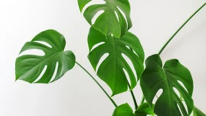 Każda porządna monstera potrzebuje solidnej podpory.