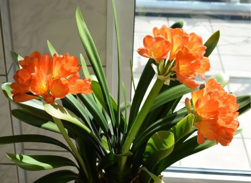 Kwiaty kliwii pomarańczowej mają delikatny, słodkawy i lekko cytrusowy zapach.