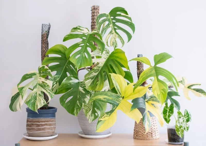 Paliki do monstery możesz bez problemu zrobić samodzielnie z mchu i siatki PVC.