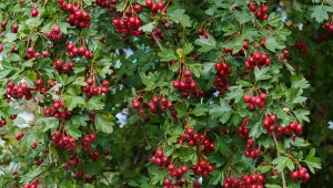 Dlaczego warto sadzić głóg na żywopłot?