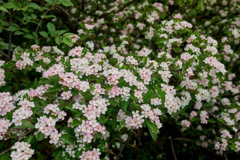 Atutem głogu jest jego wiosenne kwitnienie
