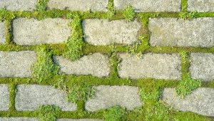 Skąd bierze się mech na kostce brukowej?