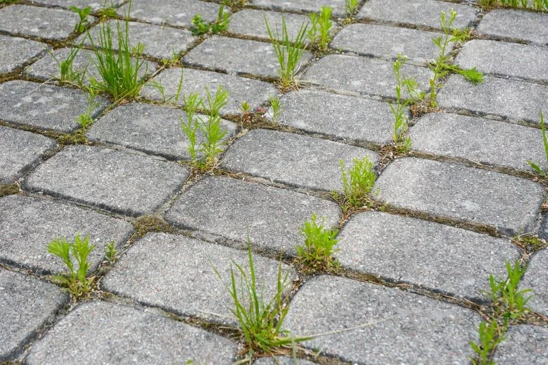 Jak usunąć mech i chwasty z kostki brukowej