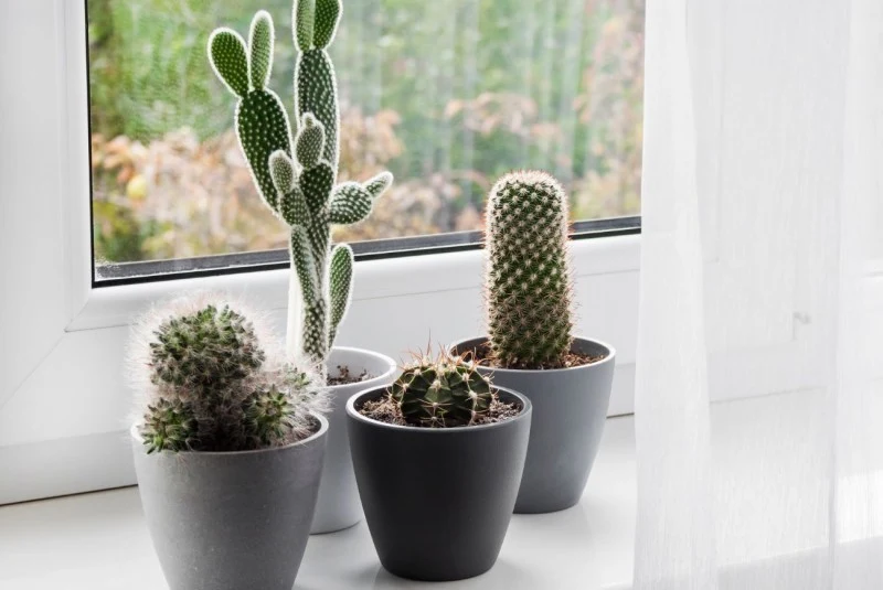 Dzięki liściom magazynującym wodę sukulenty nie wymagają częstego podlewania