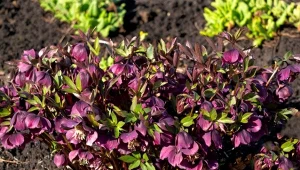 Wrzesień jest najlepszy na posadzenie tej byliny. Kwitnie przez cały sezon