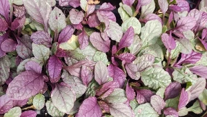 Charakterystyczną cechą ożanki są rozety liści, które mogą przybierać różne barwy.