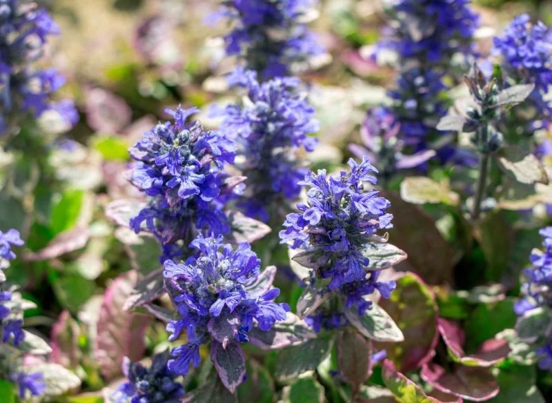 Ożankę wykorzystuje się jako roślinę okrywową pod drzewami i krzewami, gdzie zastępuje trawnik