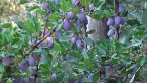 Odpowiednie nawożenie drzewek owocowych jest kluczem do pięknych plonów.