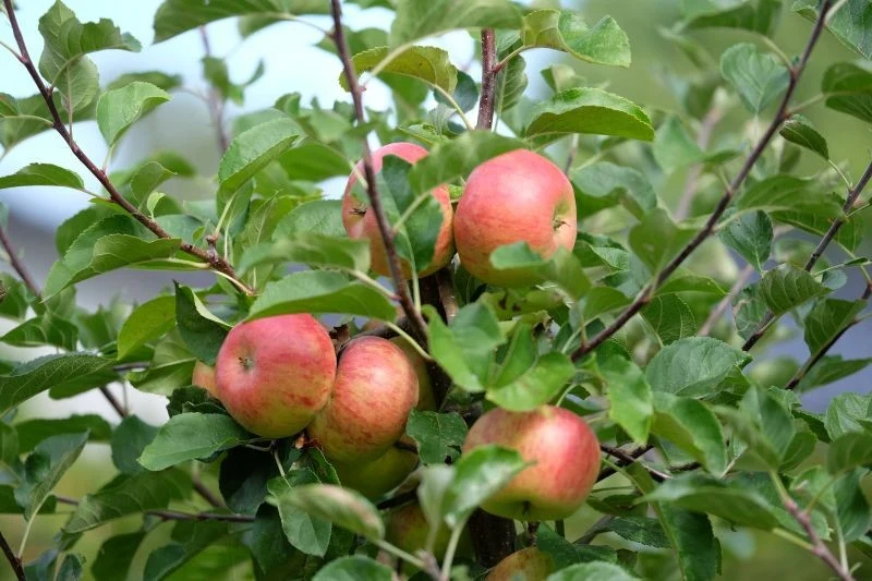 Nie rozsypuj nawozu bezpośrednio przy korzeniach, bo to szkodzi korzeniom.