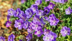 Ta bylina kwitnie przez pół roku. Porściutka w uprawie