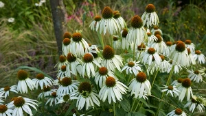 Kwitnie pięknie i długo. Zdobi jesienny ogród