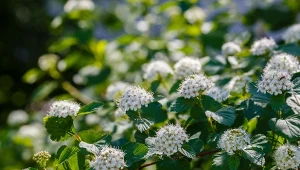 Pęcherznica kalinolistna jest piękna i wytrzymała. To jedna z najlepszych roślin na żywopłot.