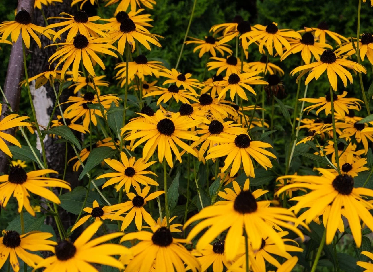 Rudbekia błyskotliwa zdobi ogród aż do pierwszych przymrozków