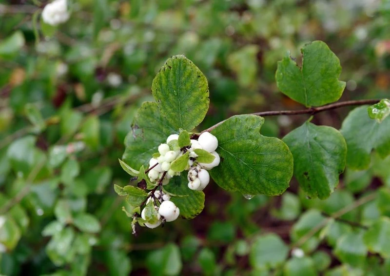 Śnieguliczka wyróżnia się swoimi białymi owocami. Fot Juergen Schott
