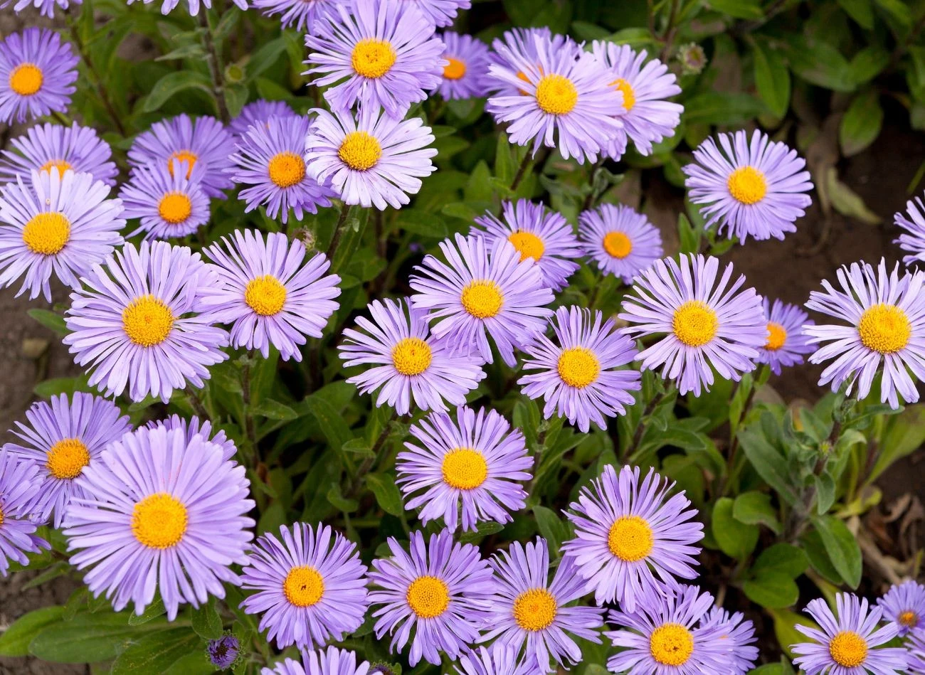 Kwiaty astrów kształtem mogą przypominać stokrotki