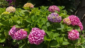 Podpowiadamy, jak krok po kroku posadzić hortensję, by z roku na rok coraz lepiej kwitła.