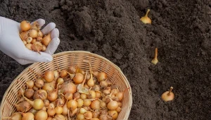 Optymalny termin sadzenia cebuli dymki na zimę przypada na drugą połowę września i pierwszą połowę października.